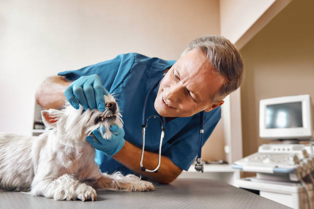 Best Emergency Dentist for Special Needs Patients in St Leo, FL